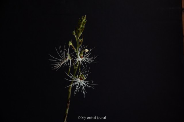 2018-September-Habanaria medusae-2648