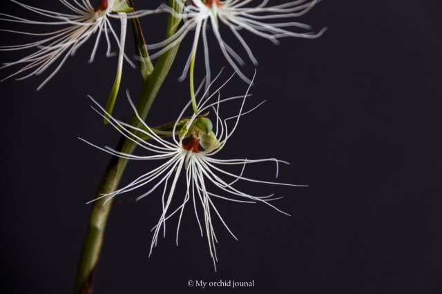 2018-September-Habanaria medusae-2649