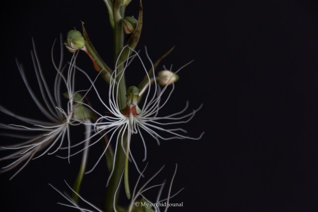 2018-September-Habanaria medusae-2653