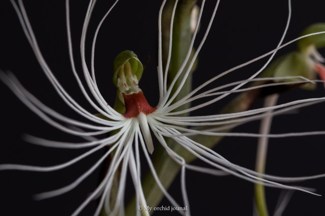 2018-September-Habanaria medusae-2661