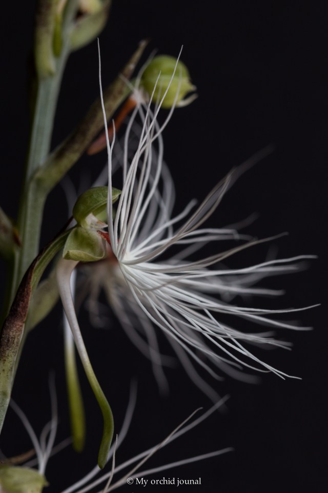 2018-September-Habanaria medusae-2663