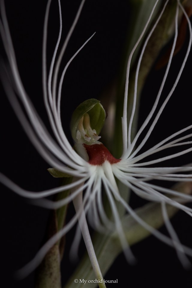 2018-September-Habanaria medusae-2666