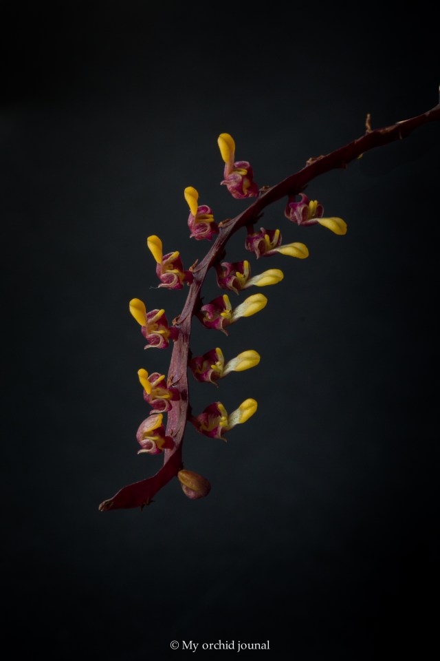 Bulbophyllum falcatum