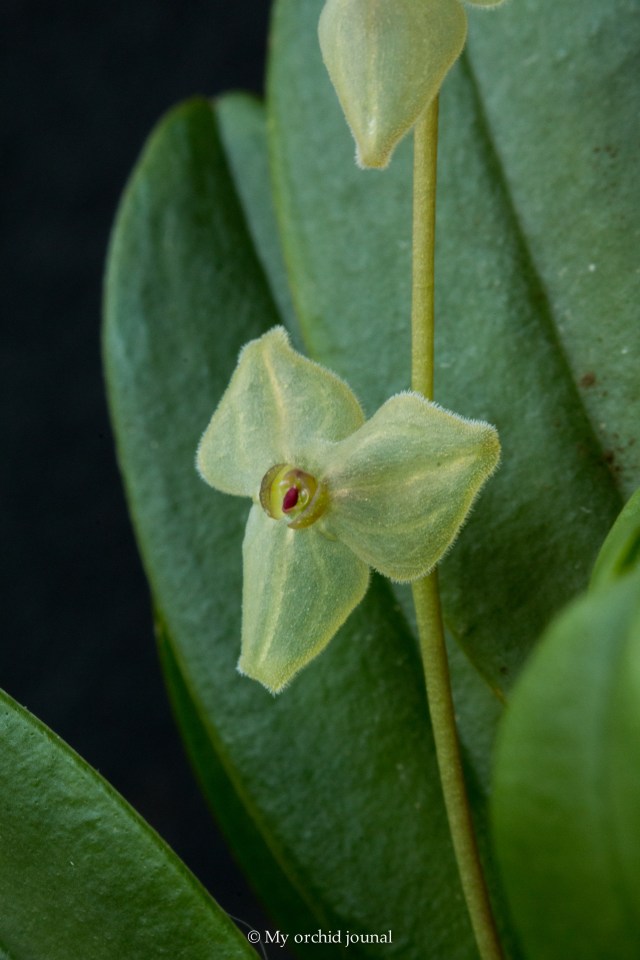 stelis nexipous
