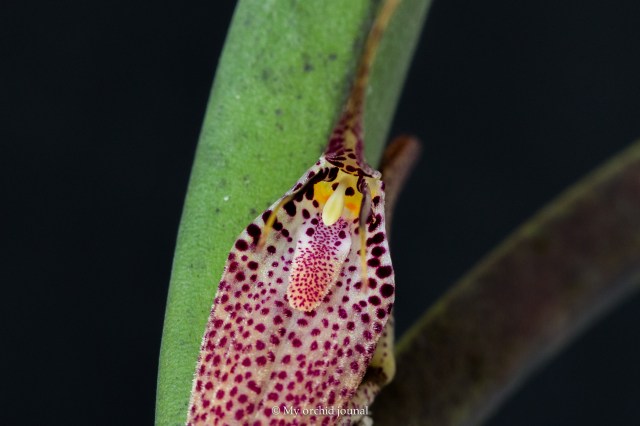 Restrepia chocoensis