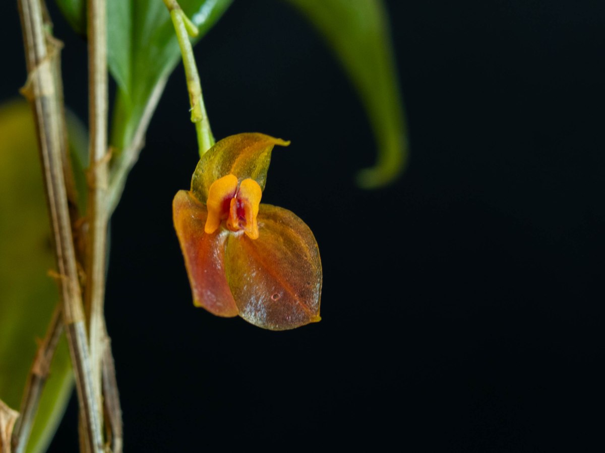 Lepanthes sijmii