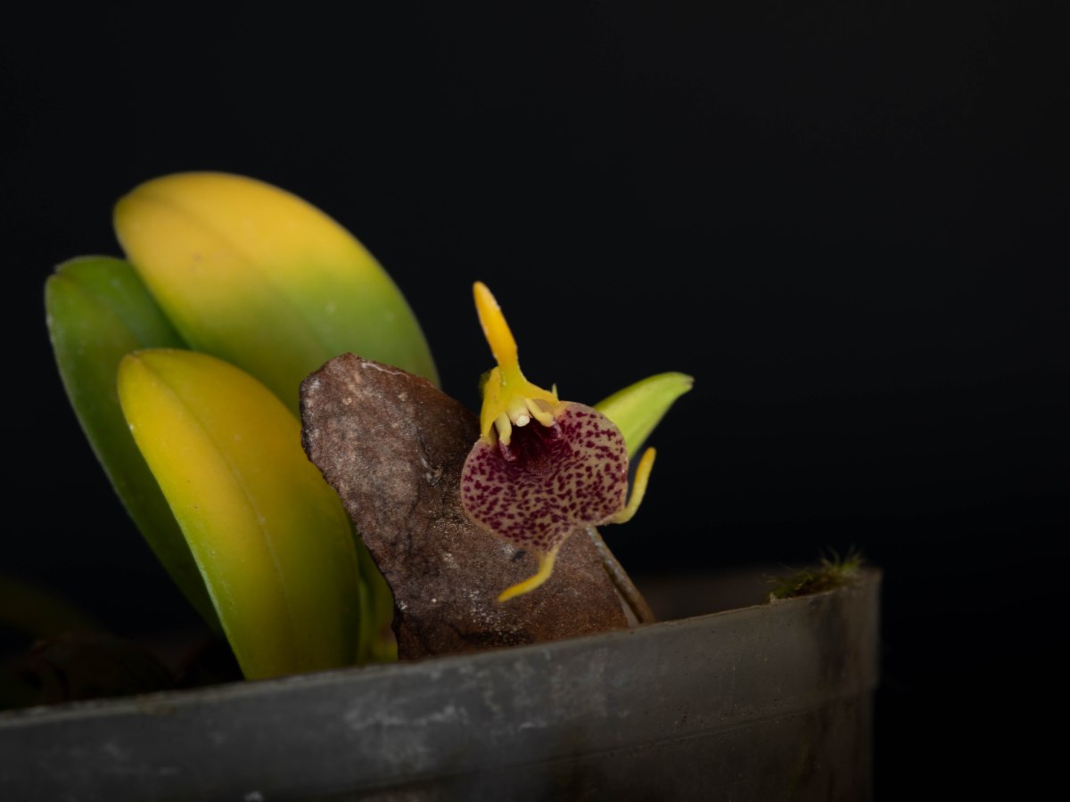 Masdevallia zahibrueckneri
