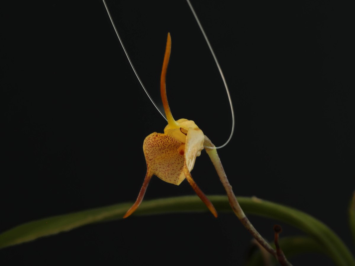 Maxillaria