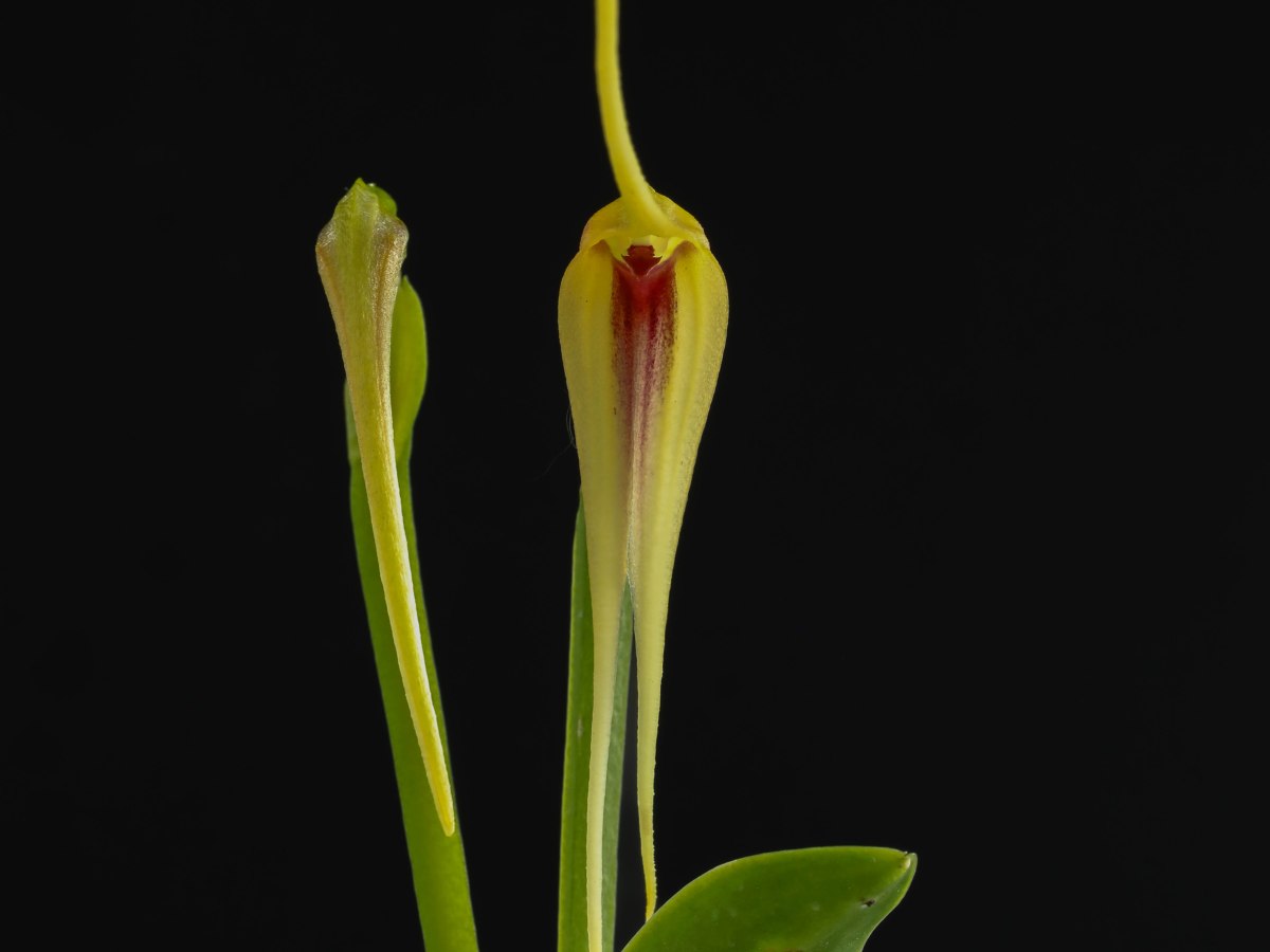 Masdevallia ametroglossa ?