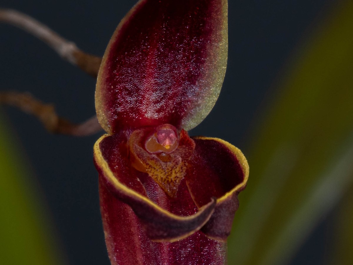 Pleurothallis allenii