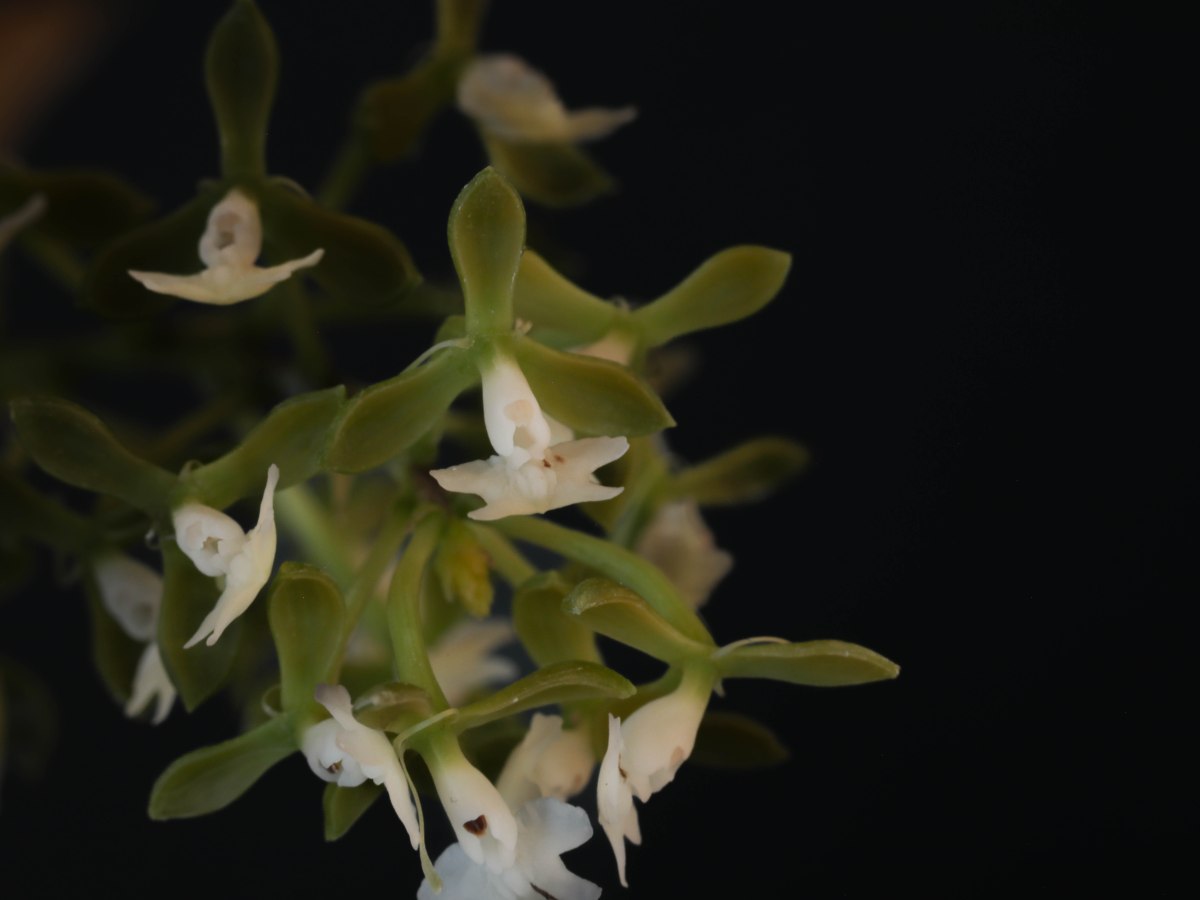 Epidendrum