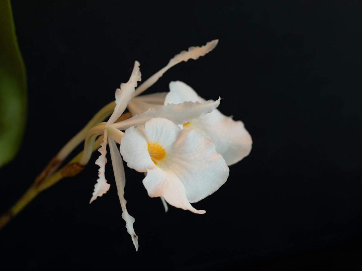 Trichopilia fragrans