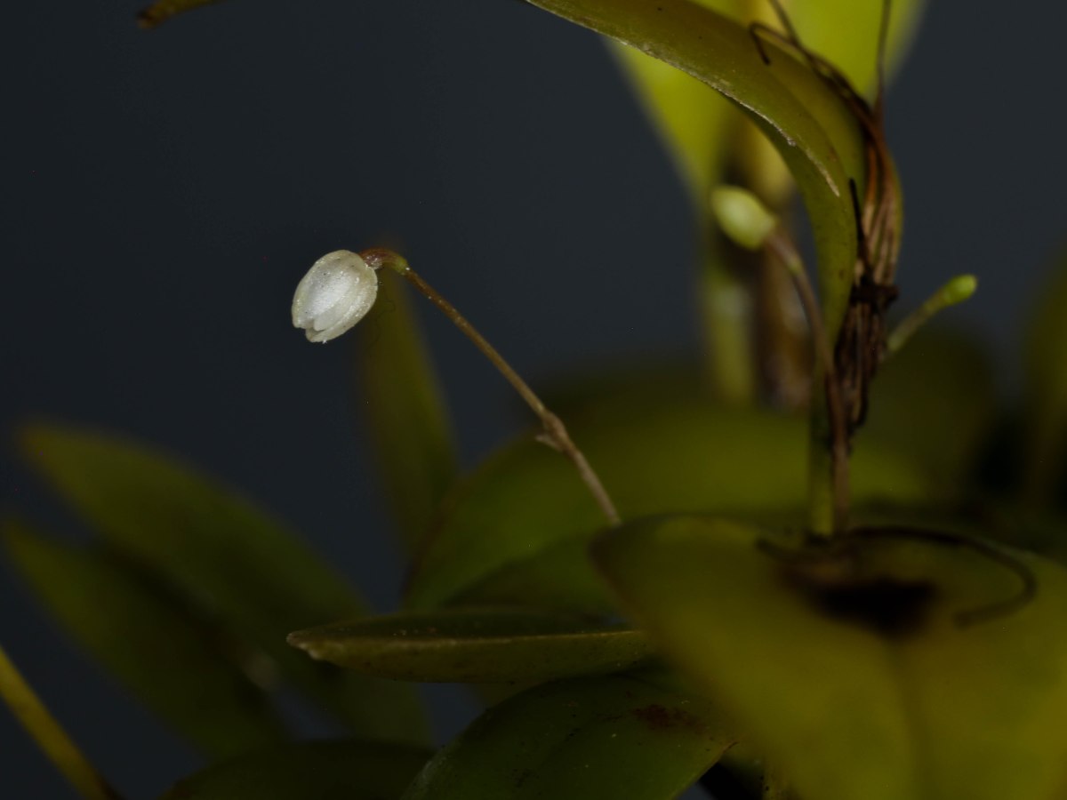 Pleurothallis niveoglobula
