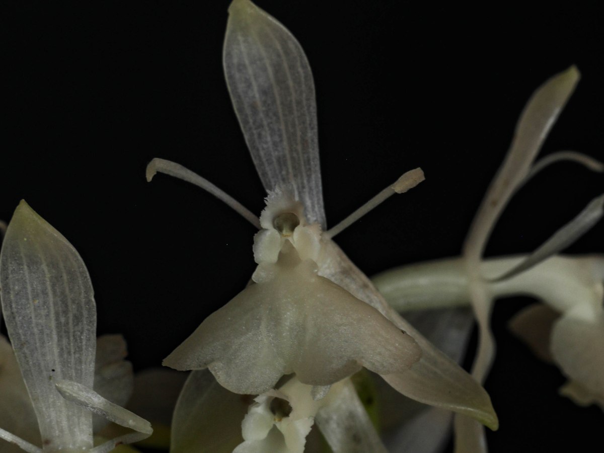Epidendrum trialitum