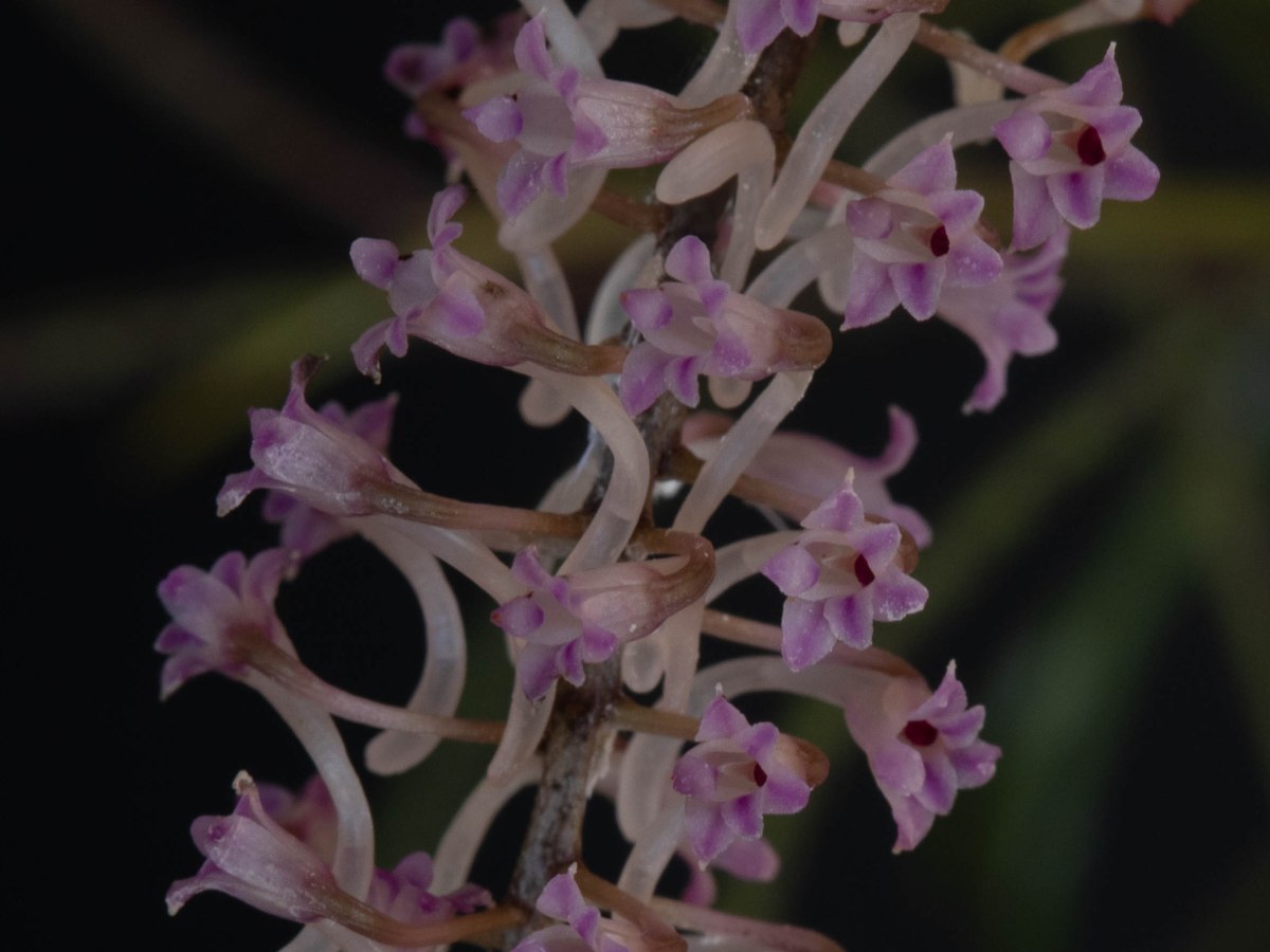 Schoenorchis buddleiflora 