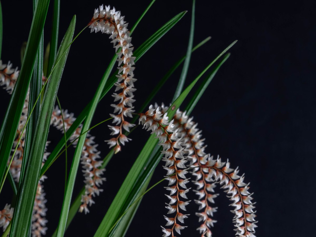 Dendrochilum stenophyllum