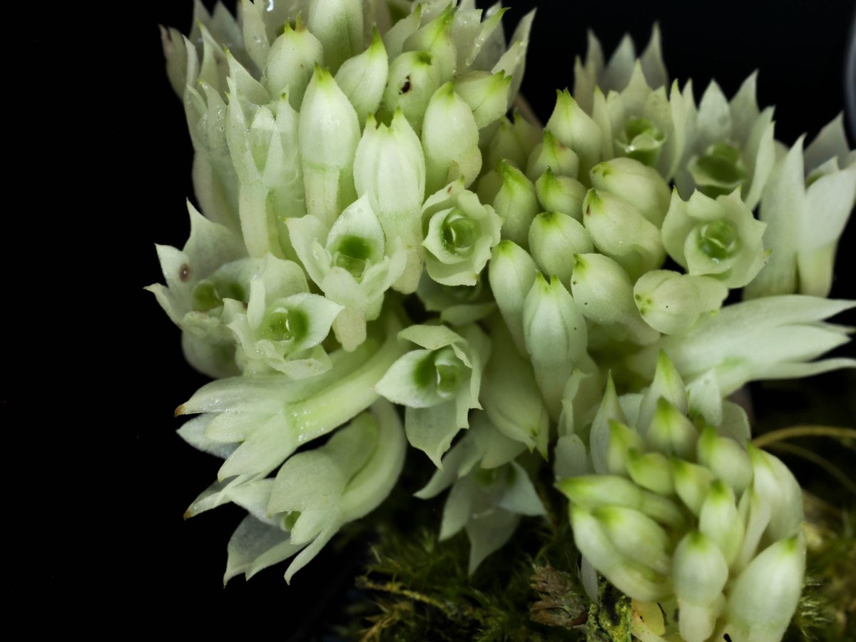 Dendrobium ophioglossum