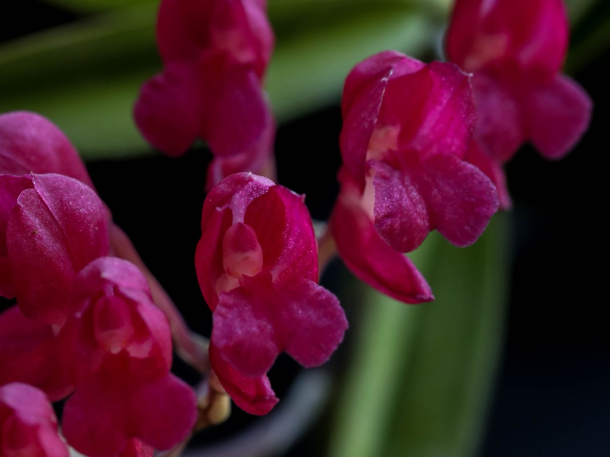 Rodriguezia lanceolata Ruiz & Pavon&nbsp;1798