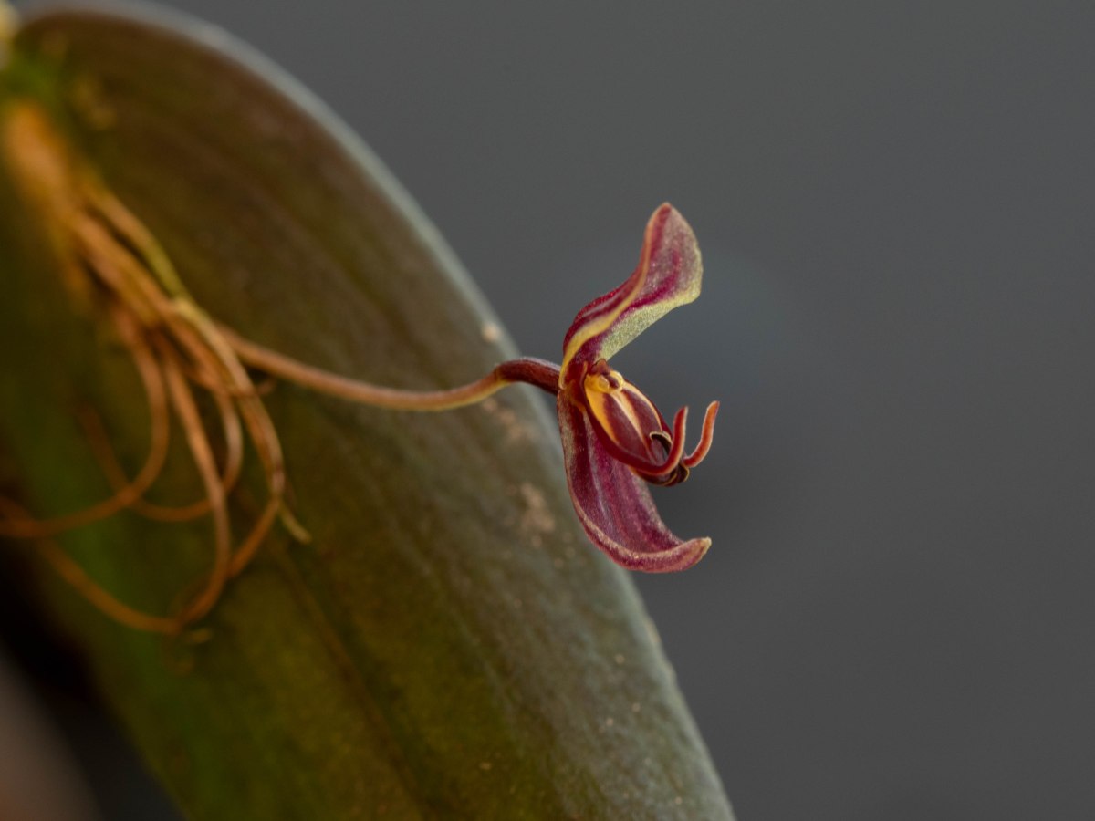 Pleurothallis mastodon