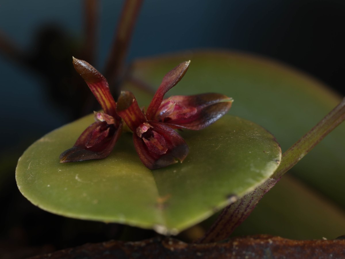 Acianthera quadriserrate