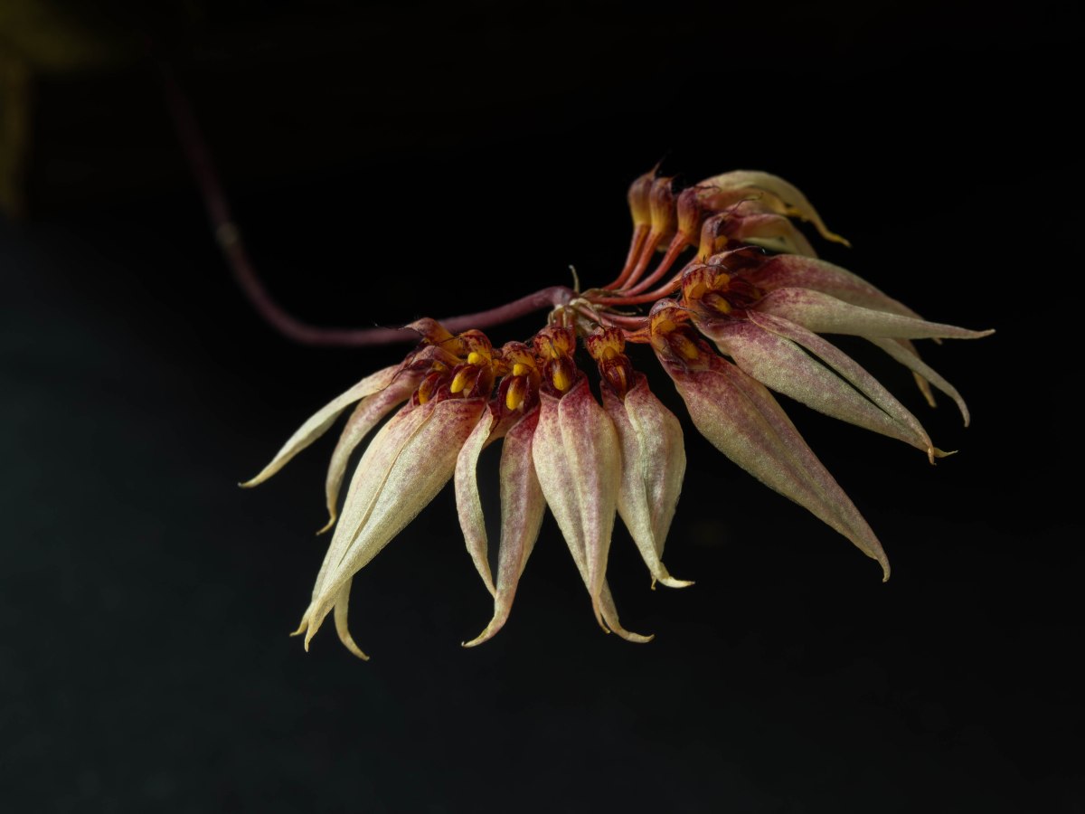 Bulbo cercanthum x&nbsp;multilforum