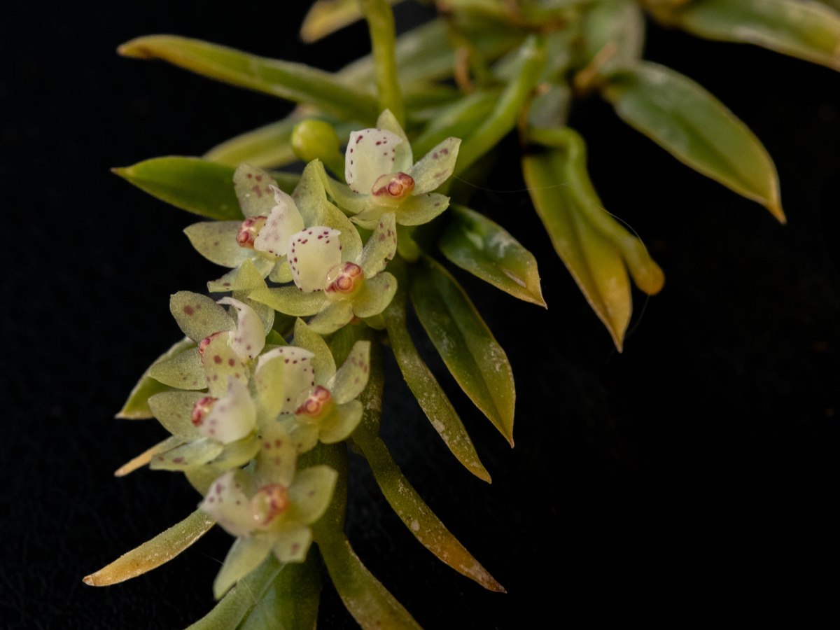 Dichaea ancoraelabia