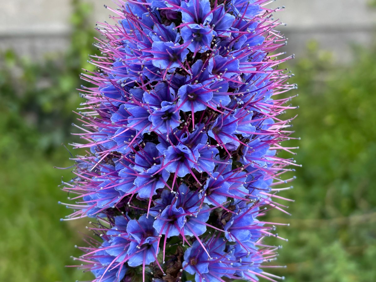 Alcatraz visit…finally!