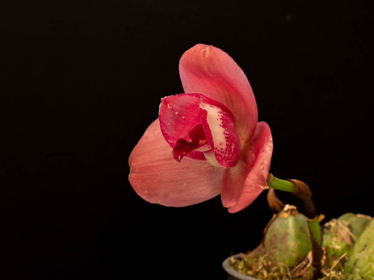 Lycaste Abou Sunset