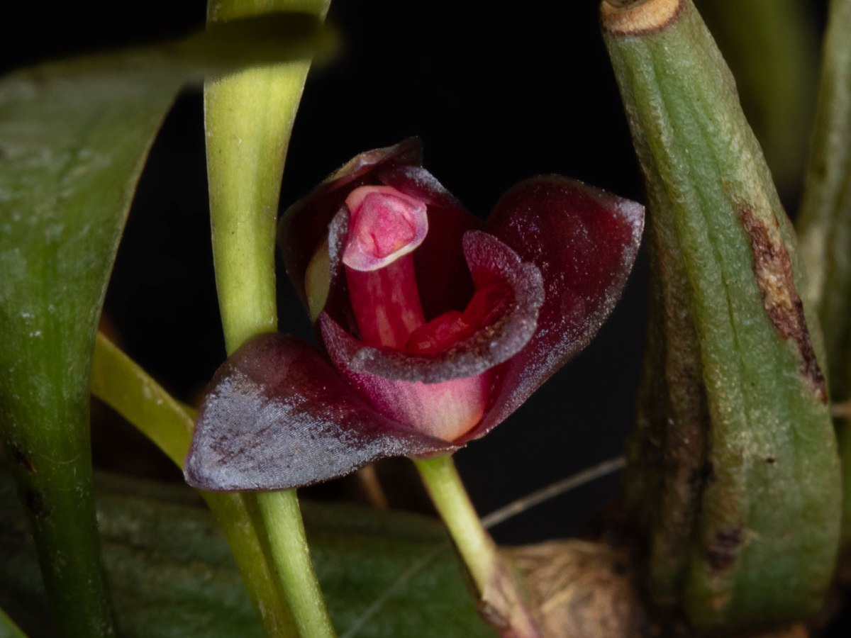 Maxillaria schunkeana