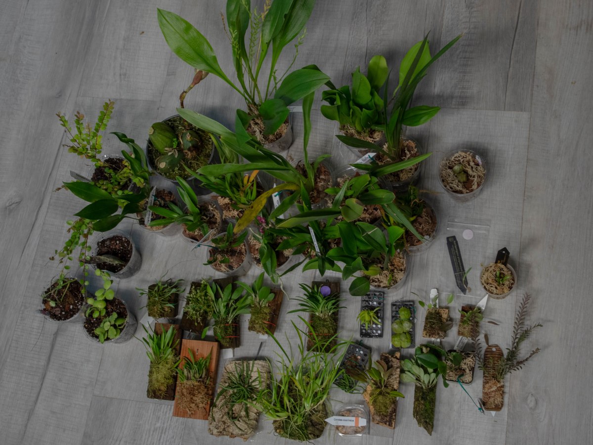 San Francisco Orchid&nbsp;Show