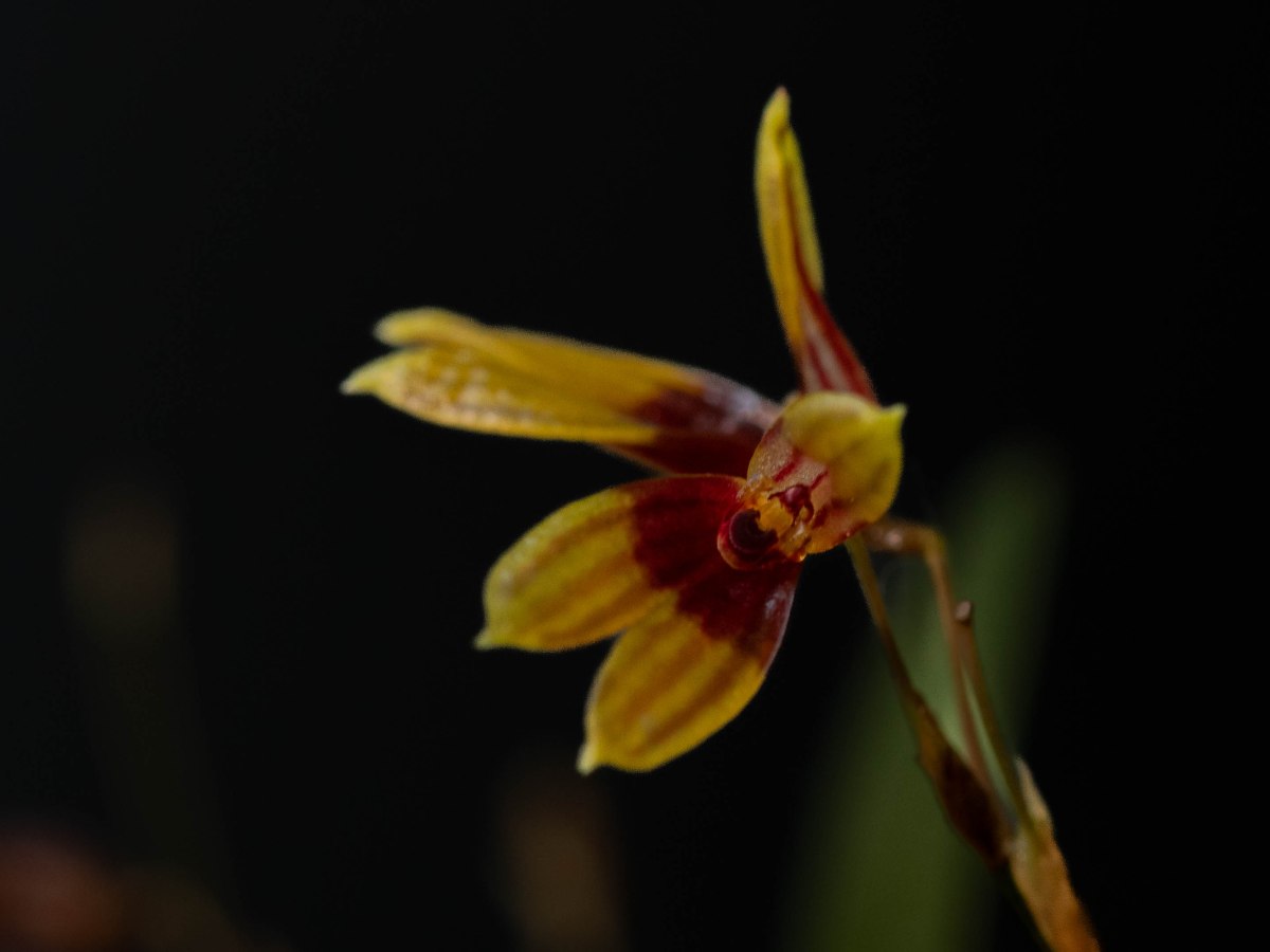 Pleurothallis brighamii 