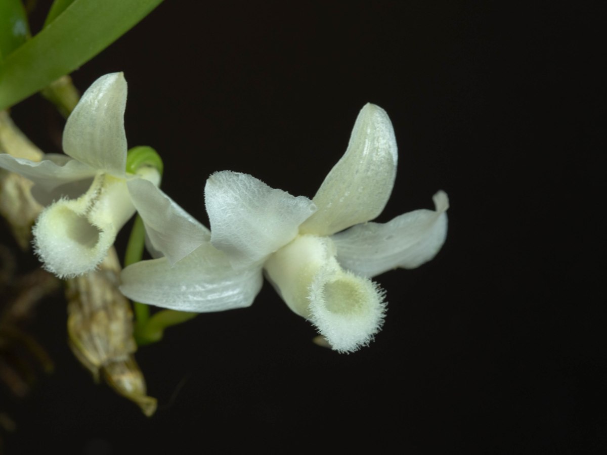 Dendrobium parishii var&nbsp;semi-alba