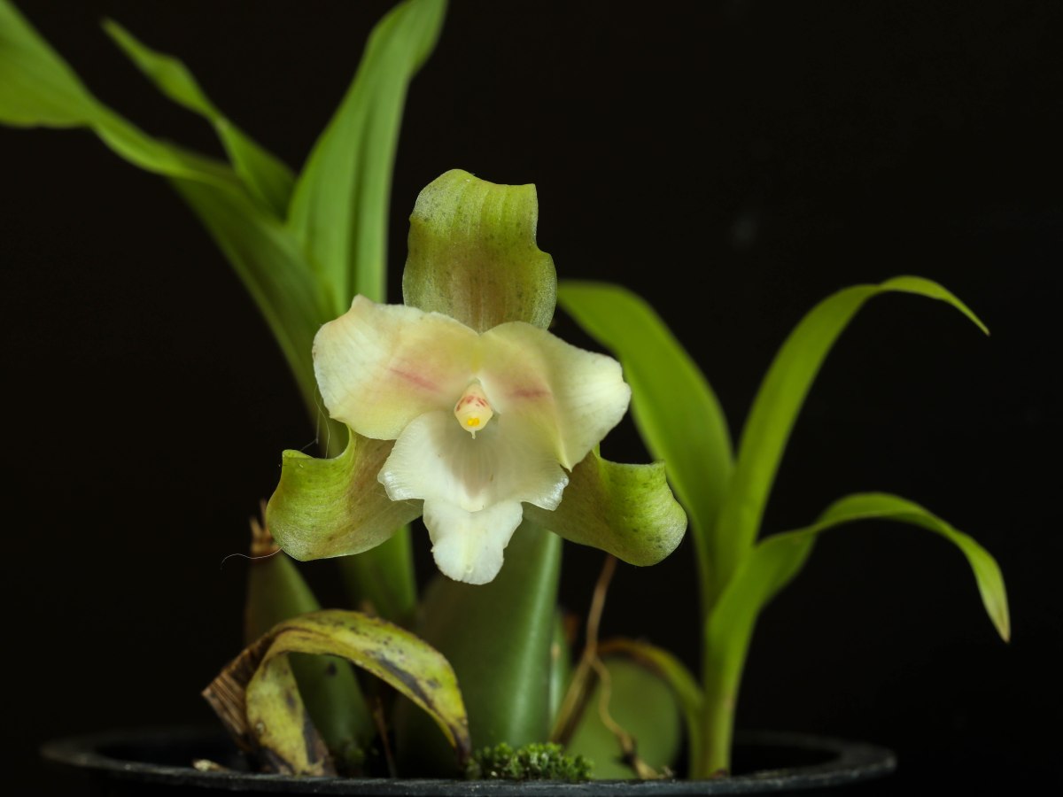 Lycaste brevispatha