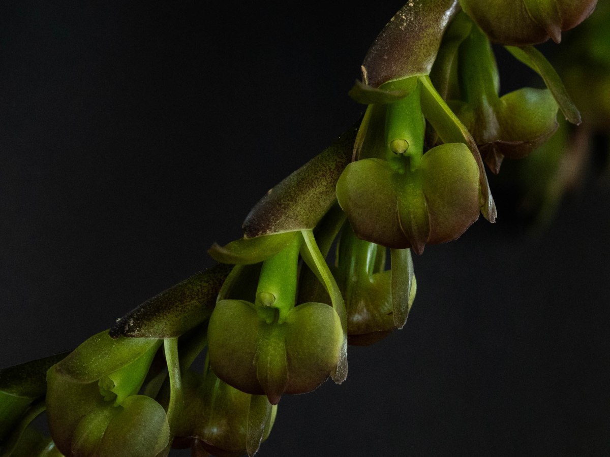 Epidendrum summerhayesii