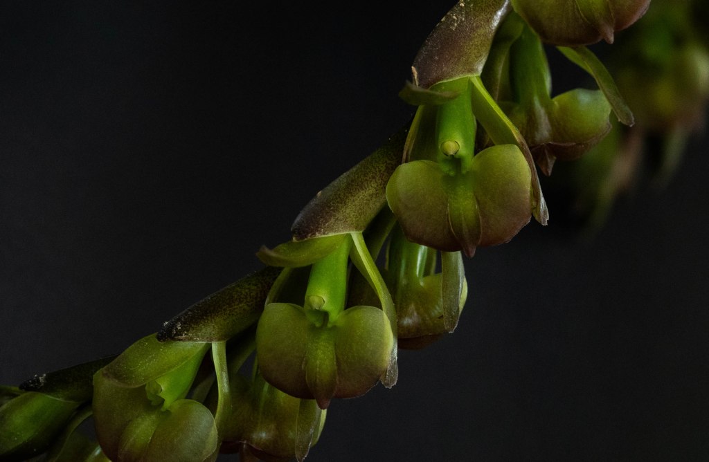 Epidendrum summerhayesii