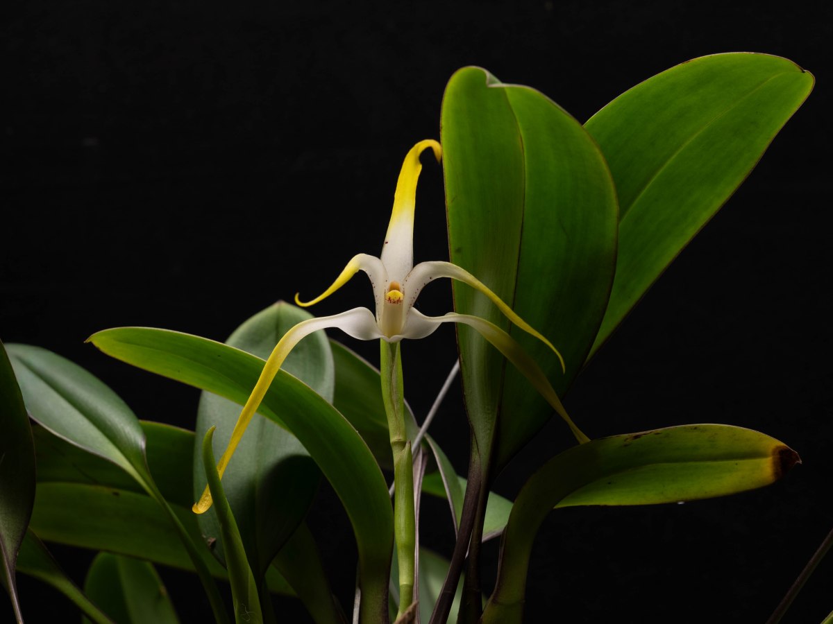 Maxillaria rodrigueziana