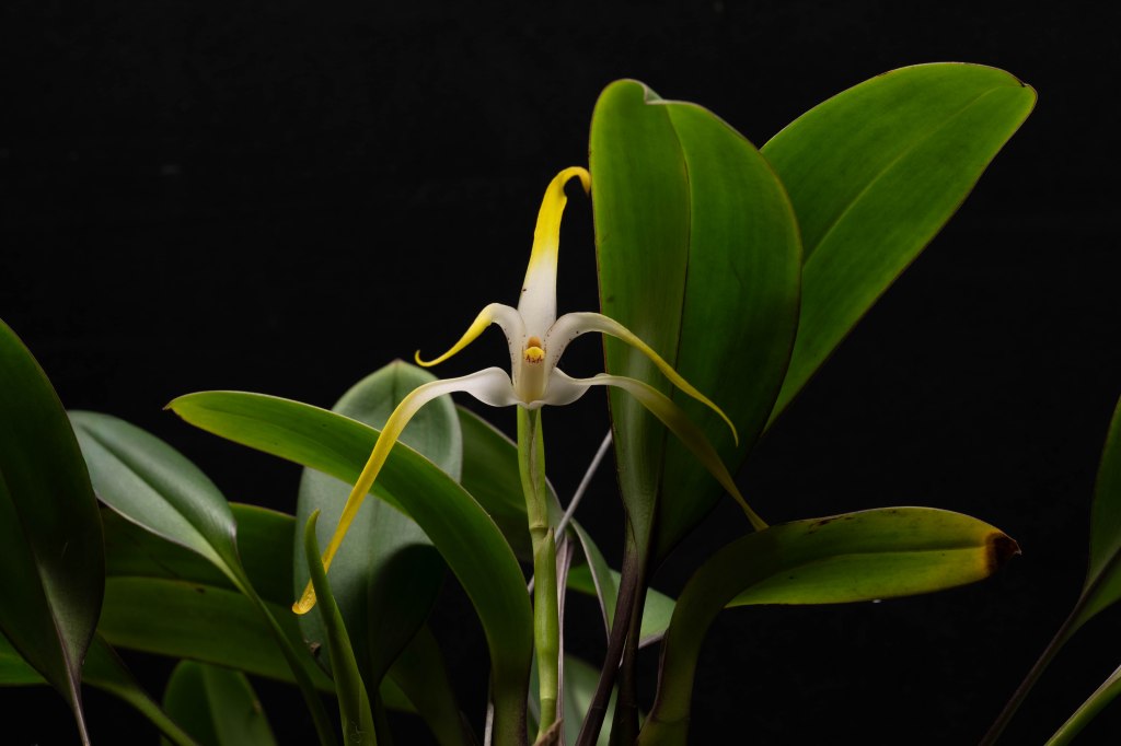 Maxillaria rodrigueziana